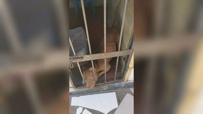 Polis rescatan a Pitbull que estaba extraviado en la calle