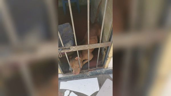 Polis rescatan a Pitbull que estaba extraviado en la calle