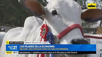 Nelore, una producción vacuna de primera - Factor Clave - ABC Color