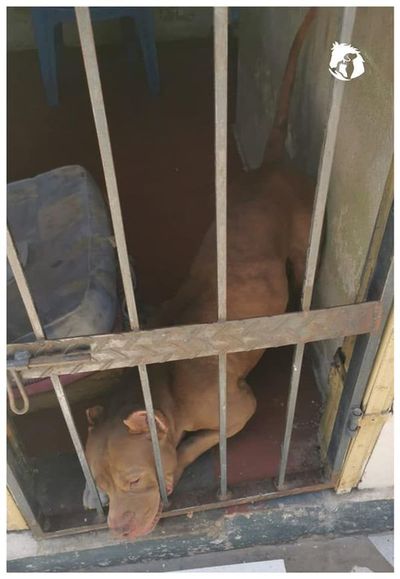 Pitbull estuvo“detenido” en un calabozo durante 30 minutos - Nacionales - ABC Color