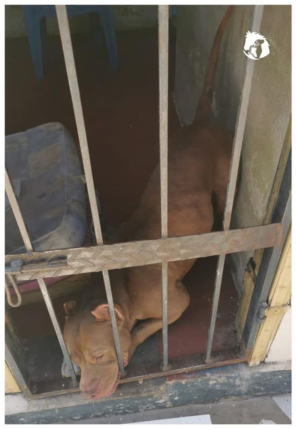 Pitbull estuvo“detenido” en un calabozo durante 30 minutos - Nacionales - ABC Color