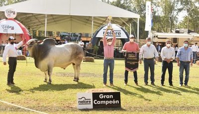 Ganadera Marca M levantó la copa de Gran Campeón Nelore en la Expo Nacional