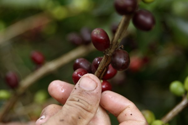 Exportaciones de café de Colombia caen un 11 % en junio por bloqueos de vías - MarketData