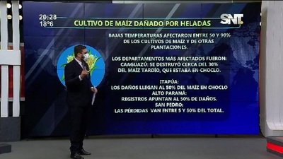 Bloque Económico: Entre 50 y 90% de cultivos de maíz dañados por heladas - SNT