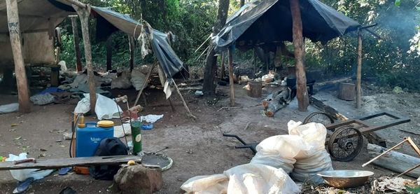 Ocasionan grandes pérdidas de cultivos de marihuna a narcos del Amambay - Nacionales - ABC Color