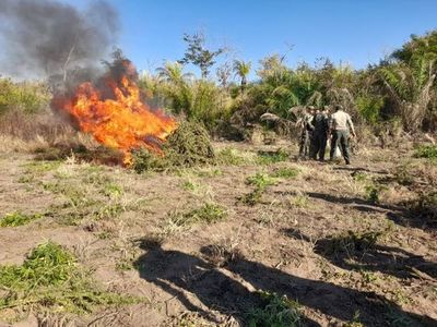 Desarticulan centros de producción del narcotráfico en Sargento José Félix López