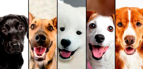 Revelan la raza de perro más inteligente del mundo