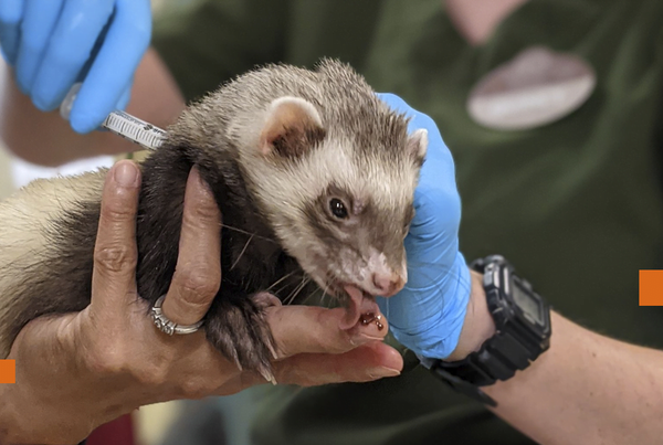 Zoologicos en EE.UU. vacunan contra el covid-19 a sus animales - Noticiero Paraguay