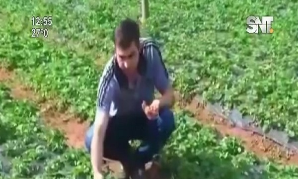 Ñanemba'éva: Frutilla ty San Pedro-pe - SNT