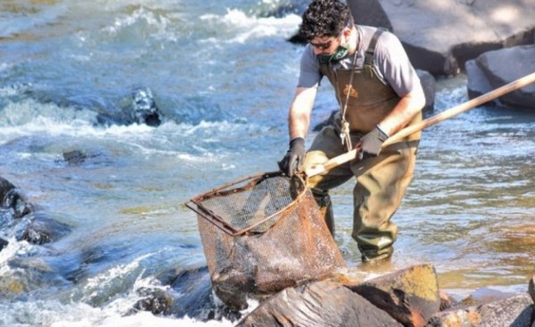 Itaipu siembra 5.000 peces juveniles en el Río Ñacunday