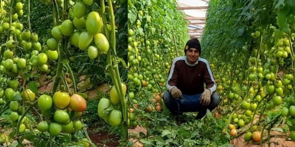 CON APOYO DEL CAH, JOVEN EMPRENDEDOR INCURSIONA EN CULTIVO DE TOMATES DE EXCELENTE PRODUCCIÓN