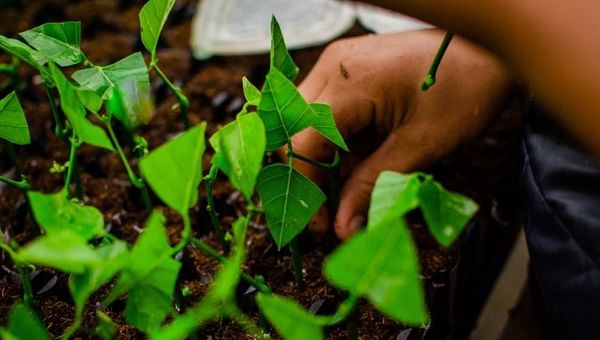 Para el 2030 la empresa neerlandesa Investancia proveerá para 300.000 toneladas de materia prima para producir diésel verde