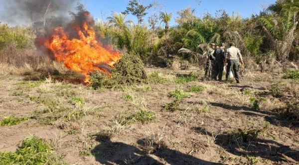 Destruyen 10 narcocampamentos en Sargento José Félix López