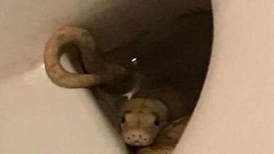 Hallan una pitón en el inodoro de una casa en Austria