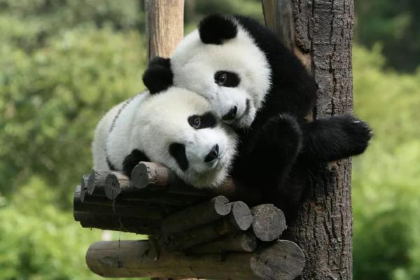 China elimina al oso panda de la lista de especies en peligro de extinción | Ñanduti