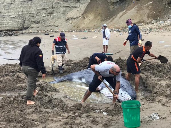 ¡Enhorabuena! Rescatan a “bebé” ballena varada en costa suroeste de Ecuador