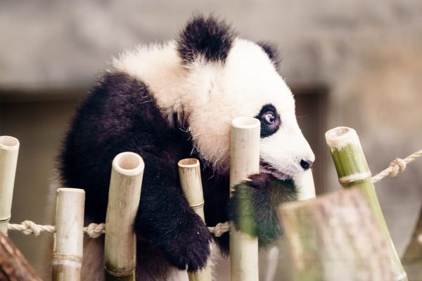 China elimina al oso panda de la lista de animales en peligro de extinción | El Independiente