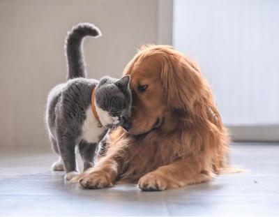 ¿Sabés quién se queda con la mascota si la pareja se divorcia?