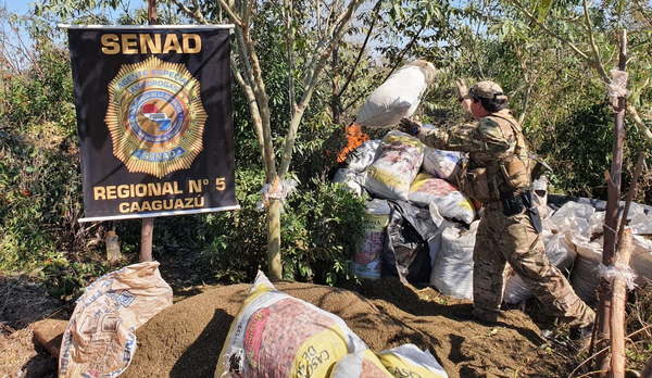 Destruyen plantación de marihuana en Colonia Bella Vista - Noticiero Paraguay