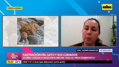 Castración del gato y sus cuidados - Ensiestados - ABC Color