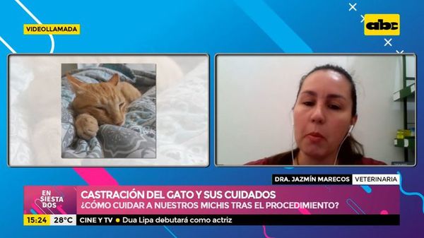 Castración del gato y sus cuidados - Ensiestados - ABC Color