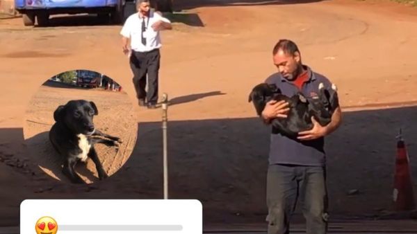 Negri, la perrita mascota de los choferes de la Línea 12
