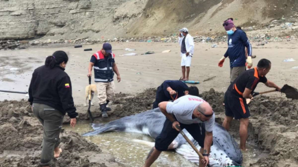 Más de siete horas duró rescate de ballena varada en costas de Ecuador