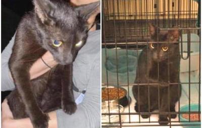 Hallan a gato desaparecido tras colapso de edificio en Miami