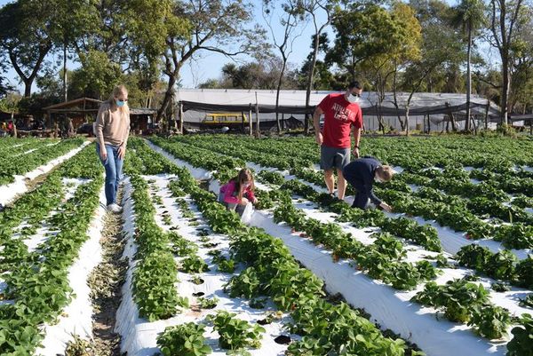 Productores de frutilla organizan un mini festival para niños, este sábado - Nacionales - ABC Color