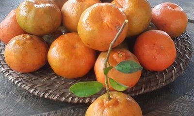 Circuito de las mandarinas como opción para el fin de semana