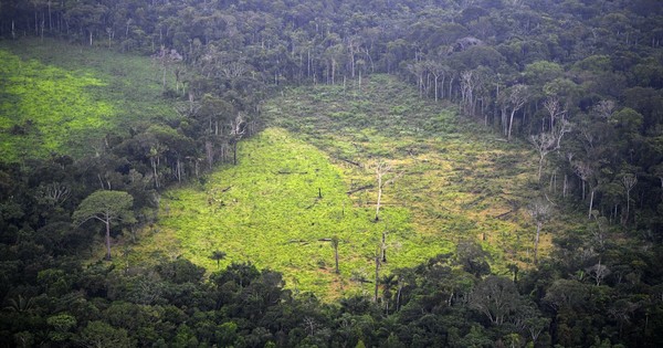La Nación / La deforestación en la Amazonía brasileña batió nuevo récord en junio
