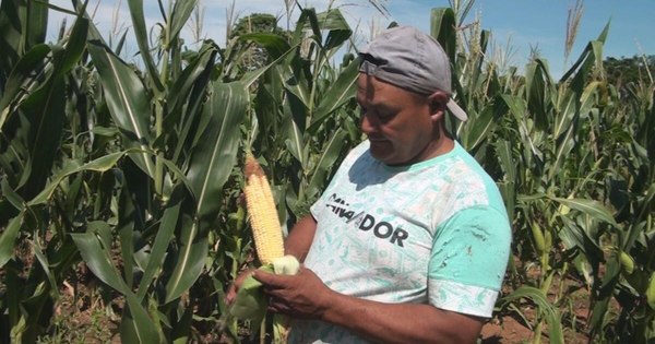 Cada vez más campesinos se asocian y cultivan granos en San Pedro