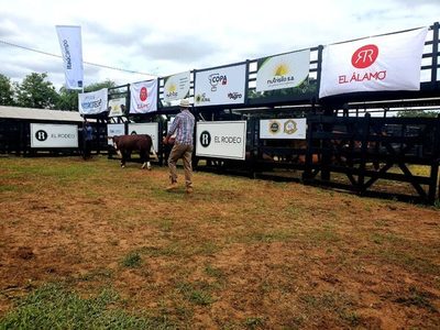 Braford realizará en septiembre feria de reproductores y terneros de élite, con ventas de El Rodeo