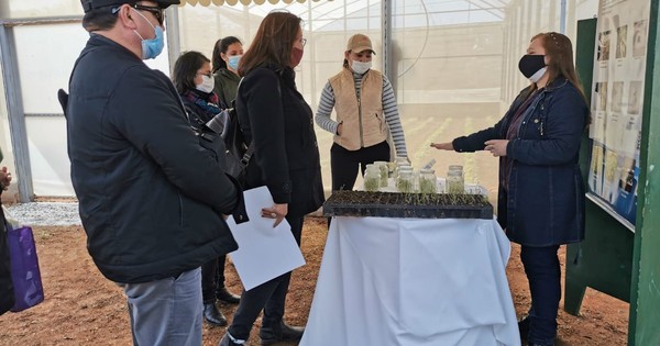 La Nación / El IPTA busca mejorar los cultivos de papa y cebolla
