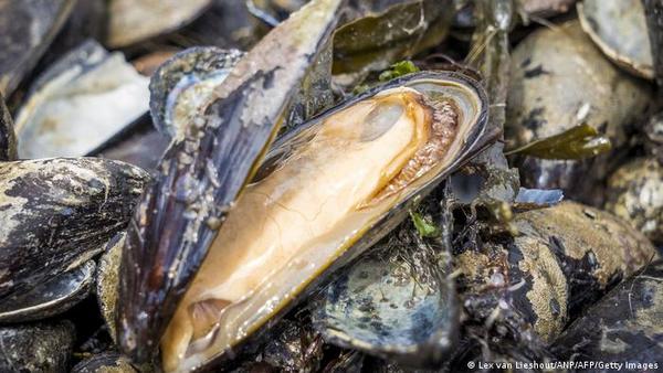 Miles de criaturas marinas mueren cocinadas tras mortífera ola de calor de Canadá