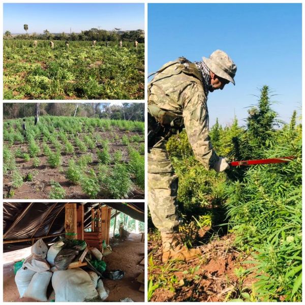 Anulan más de 468 toneladas de marihuana en la frontera entre Paraguay y Brasil en 5 días