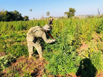 En cinco días anulan más de 468 toneladas de marihuana en la frontera entre Paraguay y Brasil | .::Agencia IP::.