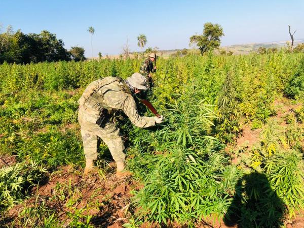 En cinco días anulan más de 468 toneladas de marihuana en la frontera entre Paraguay y Brasil | .::Agencia IP::.