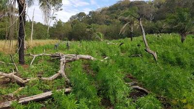 En cinco días anulan más de 468 toneladas de marihuana en frontera entre Paraguay y Brasil