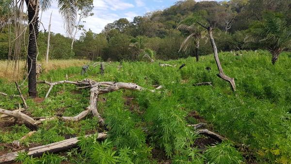 En cinco días anulan más de 468 toneladas de marihuana en frontera entre Paraguay y Brasil