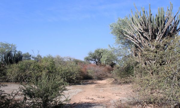 Los bosques secos o Chaco Seco de la región occidental: nuestros cambios inducidos