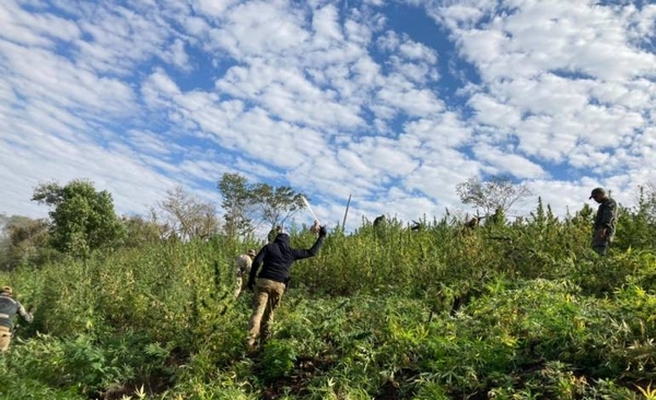 Diario HOY | Anulan más de 468 toneladas de marihuana en frontera con Brasil