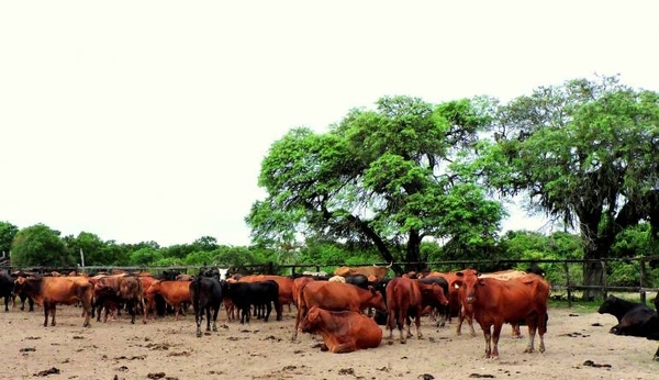 Diario HOY | Récord en generación de divisas en envíos de carne