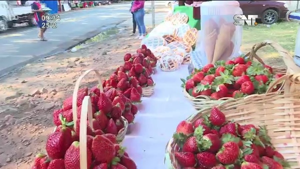 La mejor frutilla está en Areguá - SNT