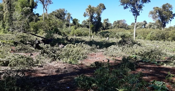 Anulan más de 468 toneladas de marihuana en la frontera entre Paraguay y Brasil
