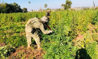 En cinco días anulan más de 468 toneladas de droga