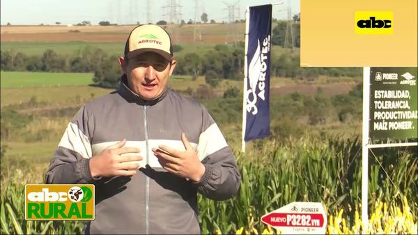 ABC Rural: Variedades de maíz recomendadas para la zafra 2021/2022 - ABC Rural - ABC Color