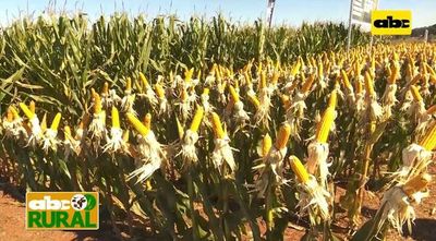 ABC Rural: Jornada de campo de Agrotec sobre producción de maíz - ABC Rural - ABC Color