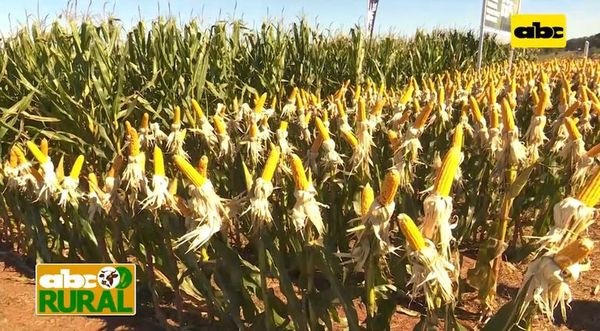 ABC Rural: Jornada de campo de Agrotec sobre producción de maíz - ABC Rural - ABC Color
