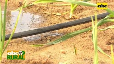 ABC Rural: Asesoramiento para el uso correcto de sistemas de riego - ABC Rural - ABC Color